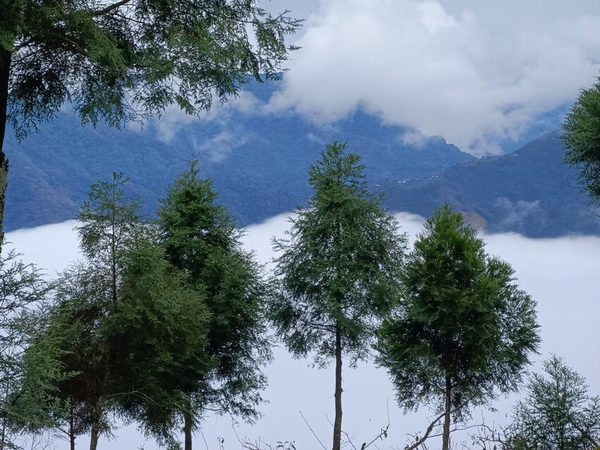 394972.jpg - 【苗栗.大湖】2022賞楓推薦。馬那邦山小百岳no.37。噴發的雲海超美+吳姊包子店早餐