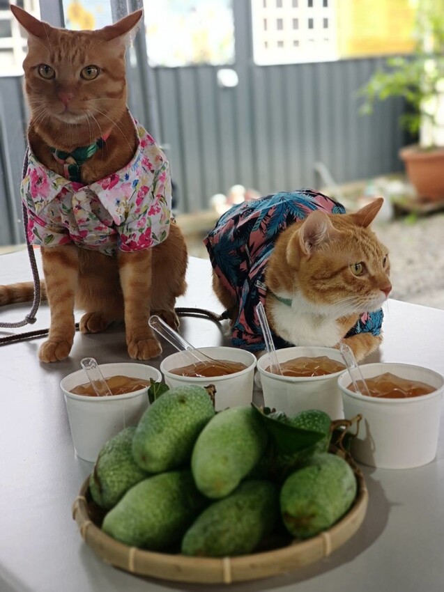 390710.jpg - 【宜蘭.員山】太平山下的寵物樂園。豐盛愛玉店家免費招待品嘗愛玉+逛愛玉園解說愛玉生長史