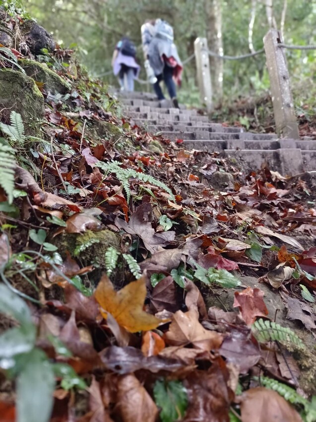 395255.jpg - 【苗栗.大湖】2022賞楓推薦。馬那邦山小百岳no.37。噴發的雲海超美+吳姊包子店早餐