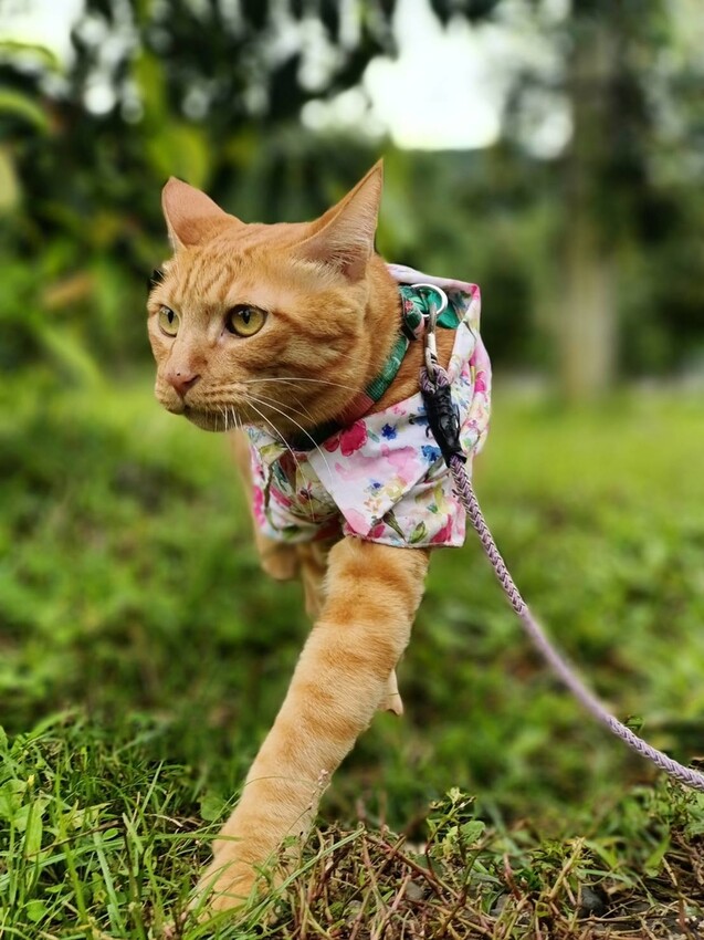 390702.jpg - 【宜蘭.員山】太平山下的寵物樂園。豐盛愛玉店家免費招待品嘗愛玉+逛愛玉園解說愛玉生長史