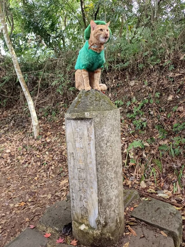 395259.jpg - 【苗栗.大湖】2022賞楓推薦。馬那邦山小百岳no.37。噴發的雲海超美+吳姊包子店早餐