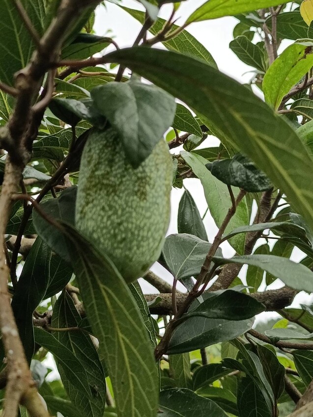 390695.jpg - 【宜蘭.員山】太平山下的寵物樂園。豐盛愛玉店家免費招待品嘗愛玉+逛愛玉園解說愛玉生長史