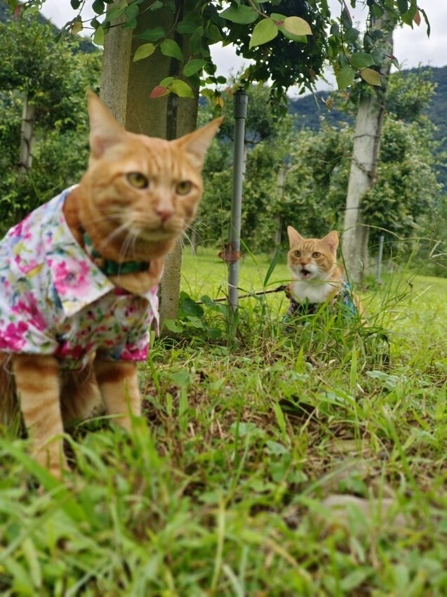 390701.jpg - 【宜蘭.員山】太平山下的寵物樂園。豐盛愛玉店家免費招待品嘗愛玉+逛愛玉園解說愛玉生長史