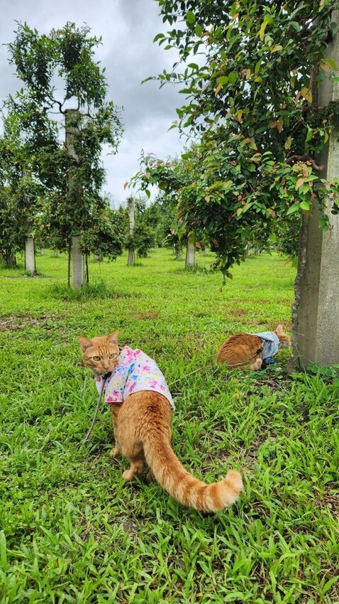 391361.jpg - 【宜蘭.員山】太平山下的寵物樂園。豐盛愛玉店家免費招待品嘗愛玉+逛愛玉園解說愛玉生長史