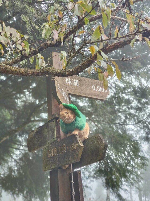 394948.jpg - 【苗栗.大湖】2022賞楓推薦。馬那邦山小百岳no.37。噴發的雲海超美+吳姊包子店早餐