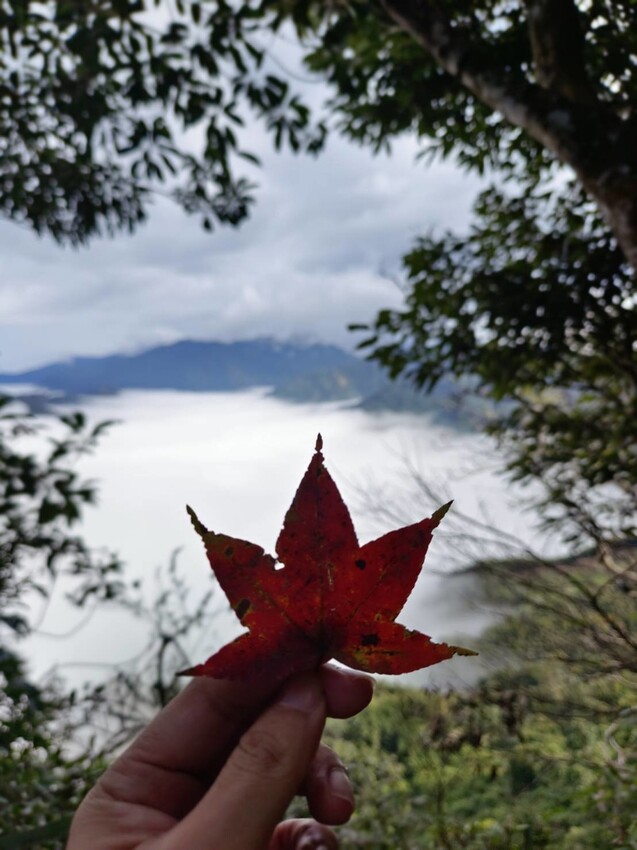 394942.jpg - 【苗栗.大湖】2022賞楓推薦。馬那邦山小百岳no.37。噴發的雲海超美+吳姊包子店早餐
