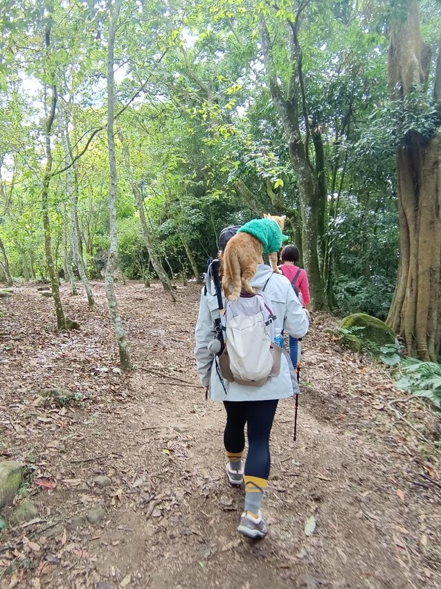 395257.jpg - 【苗栗.大湖】2022賞楓推薦。馬那邦山小百岳no.37。噴發的雲海超美+吳姊包子店早餐