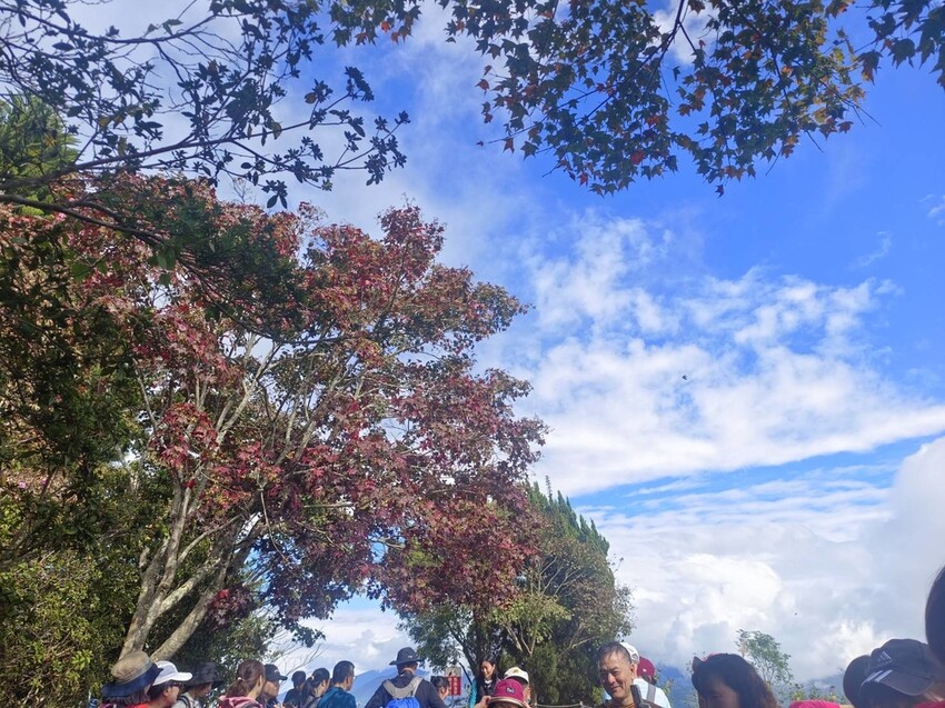 395251.jpg - 【苗栗.大湖】2022賞楓推薦。馬那邦山小百岳no.37。噴發的雲海超美+吳姊包子店早餐