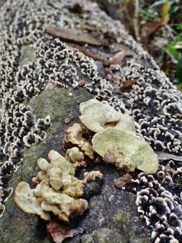 394941.jpg - 【苗栗.大湖】2022賞楓推薦。馬那邦山小百岳no.37。噴發的雲海超美+吳姊包子店早餐