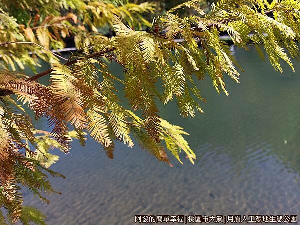月眉人工濕地生態公園11-落羽松特寫.jpg