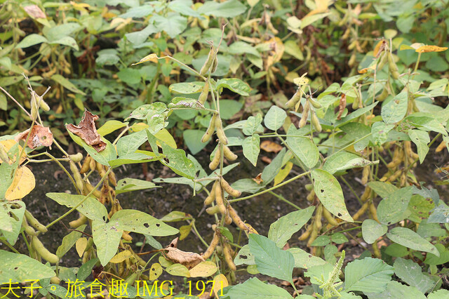 IMG_1971.jpg - 田野勤學 20221125