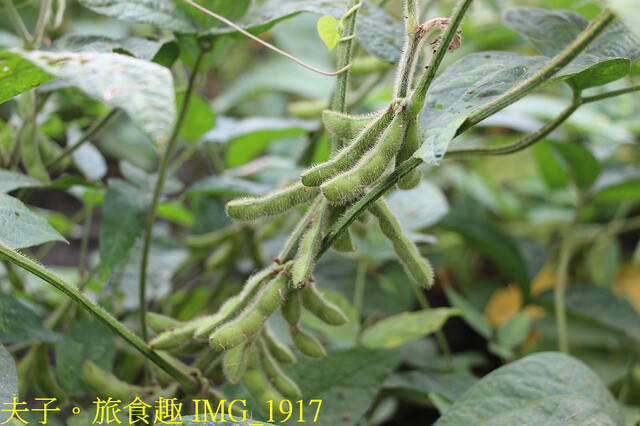 IMG_1917.jpg - 田野勤學 20221125