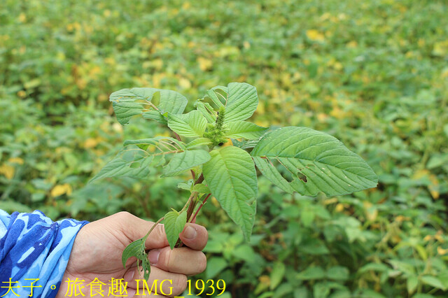 IMG_1939.jpg - 田野勤學 20221125