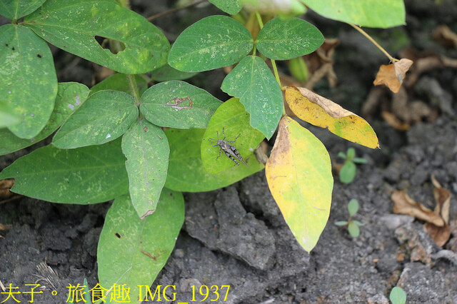 IMG_1937.jpg - 田野勤學 20221125
