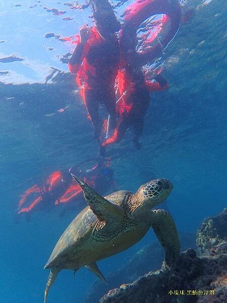 小琉球-黑鮪魚浮潛 (45).jpg