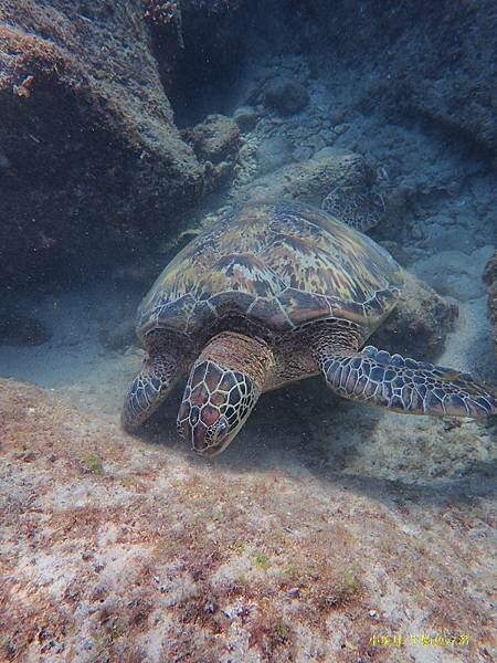 小琉球-黑鮪魚浮潛 (1).jpg
