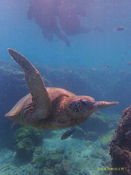 小琉球-黑鮪魚浮潛 (9).jpg