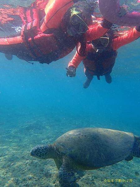 2022-1115-小琉球黑鮪魚浮潛 (1).jpg