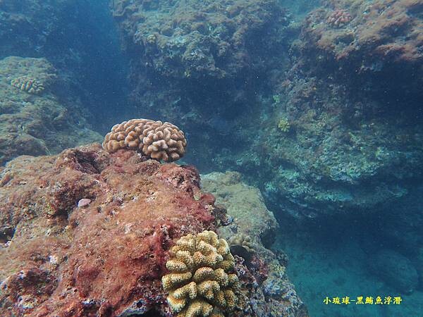 小琉球-黑鮪魚浮潛 (35).jpg