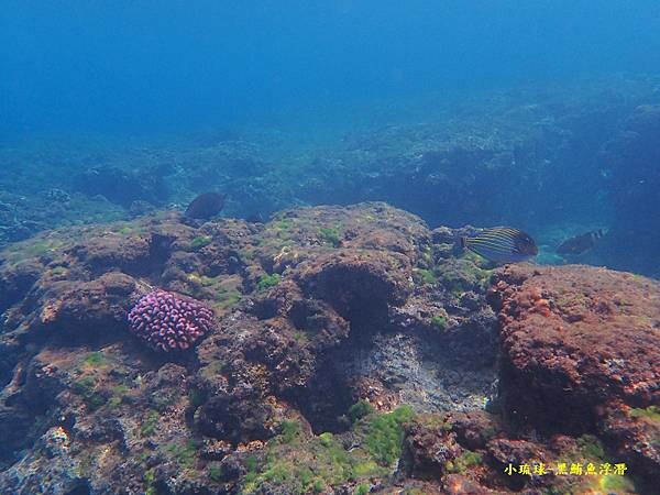 小琉球-黑鮪魚浮潛 (12).jpg