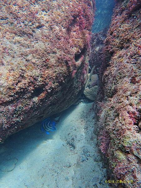 小琉球-黑鮪魚浮潛 (36).jpg