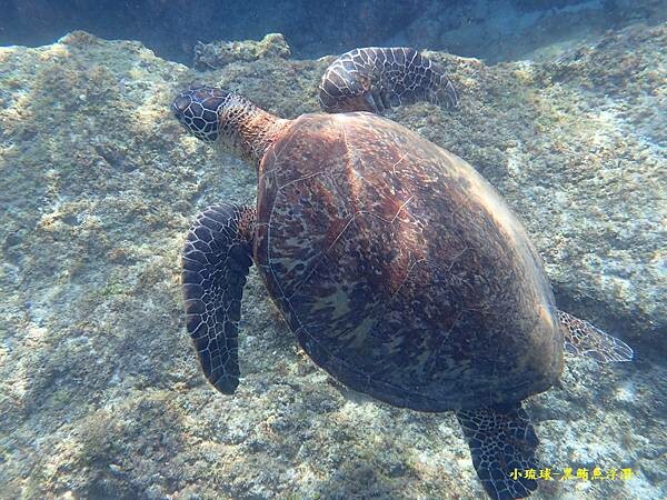 2022-1115-小琉球黑鮪魚浮潛 (9).jpg