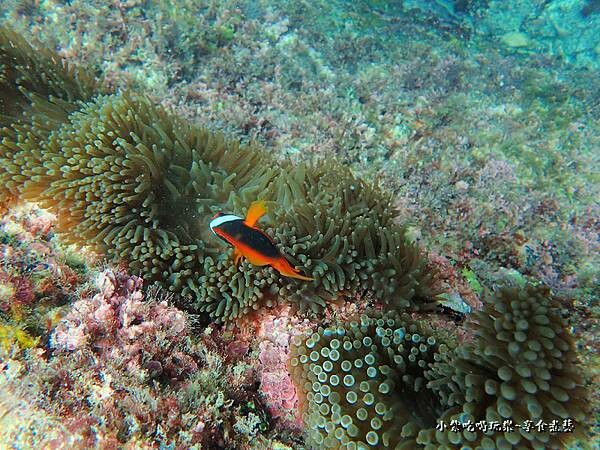 小琉球-黑鮪魚浮潛 (52).jpg