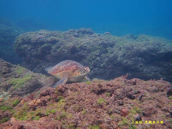 小琉球-黑鮪魚浮潛 (10).jpg