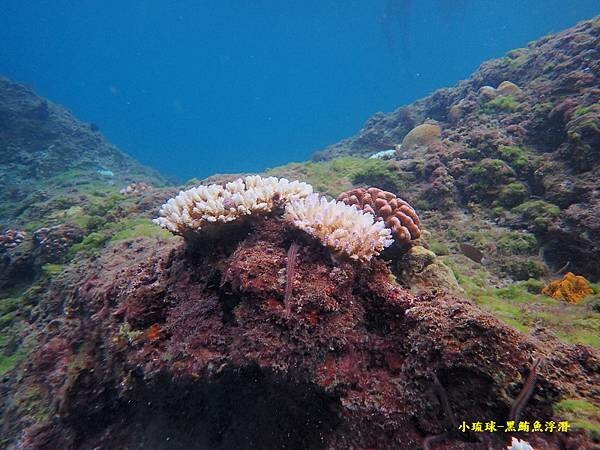 小琉球-黑鮪魚浮潛 (4).jpg