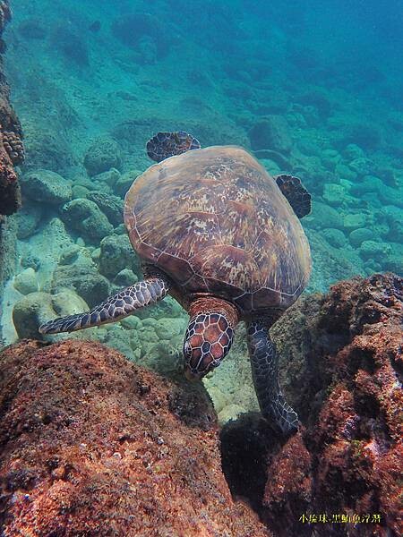 小琉球-黑鮪魚浮潛 (41).jpg