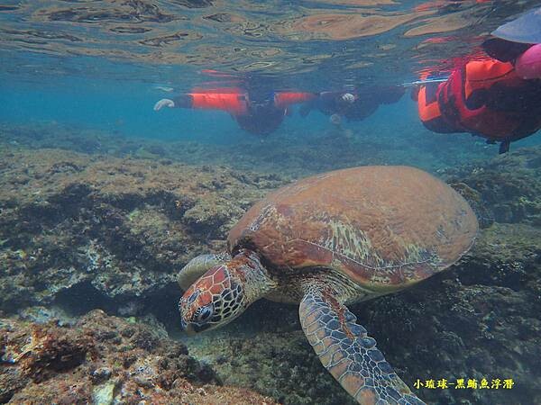 小琉球-黑鮪魚浮潛 (39).jpg