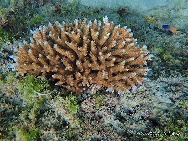 小琉球-黑鮪魚浮潛 (7).jpg