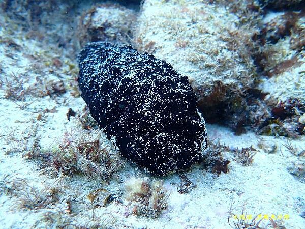 2022-1115-小琉球黑鮪魚浮潛 (4).jpg