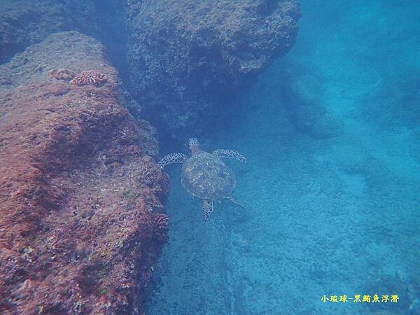 小琉球-黑鮪魚浮潛 (28).jpg