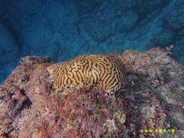 小琉球-黑鮪魚浮潛 (22).jpg