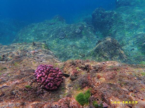 小琉球-黑鮪魚浮潛 (17).jpg