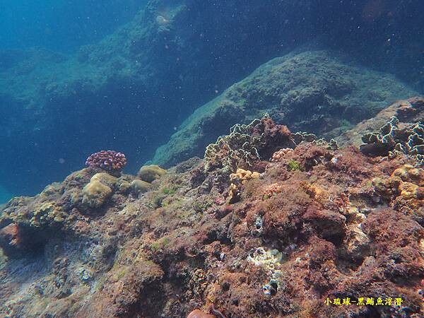 小琉球-黑鮪魚浮潛 (37).jpg