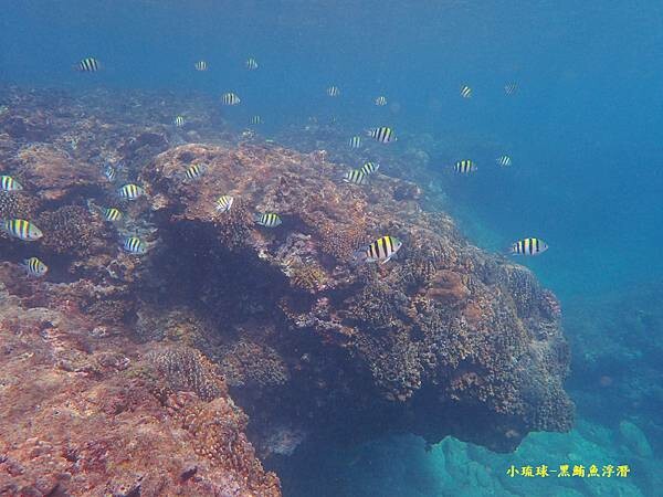 小琉球-黑鮪魚浮潛 (34).jpg