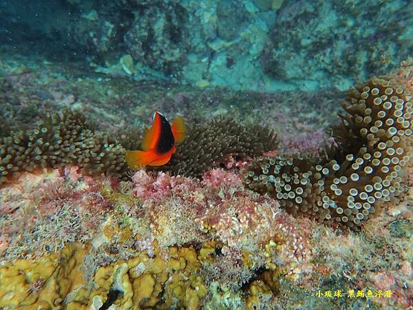 小琉球-黑鮪魚浮潛 (51).jpg