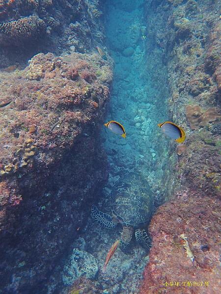 小琉球-黑鮪魚浮潛 (29).jpg