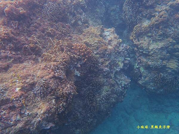 小琉球-黑鮪魚浮潛 (49).jpg