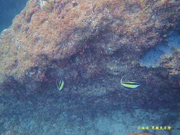 小琉球-黑鮪魚浮潛 (43).jpg