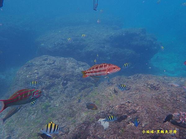 小琉球-黑鮪魚浮潛 (16).jpg