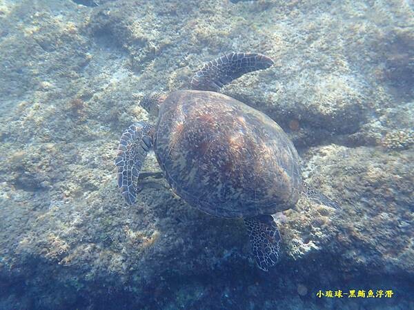2022-1115-小琉球黑鮪魚浮潛 (7).jpg