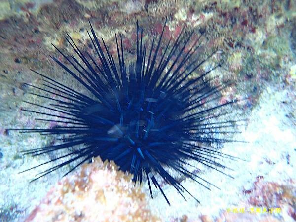 2022-1115-小琉球黑鮪魚浮潛 (11).jpg