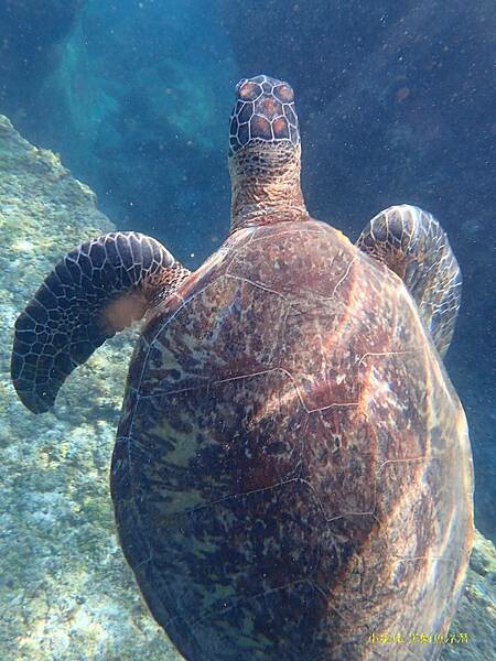 2022-1115-小琉球黑鮪魚浮潛 (8).jpg