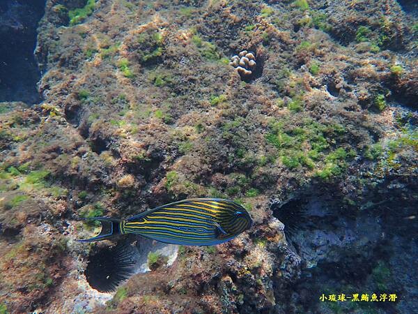 小琉球-黑鮪魚浮潛 (14).jpg