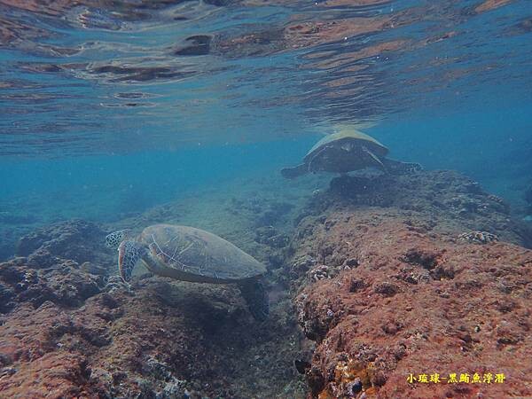 小琉球-黑鮪魚浮潛 (50).jpg