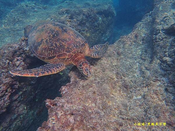 小琉球-黑鮪魚浮潛 (21).jpg