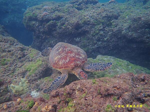 小琉球-黑鮪魚浮潛 (6).jpg